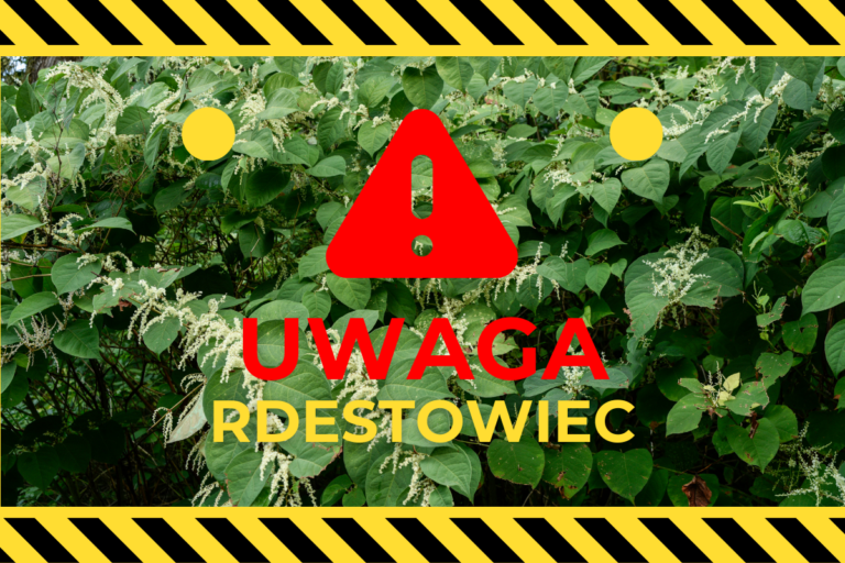Uwaga! Inwazyjna roślina – Rdestowiec japoński na terenie ogrodu